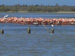 Flamingos en cuare - panoramio.jpg