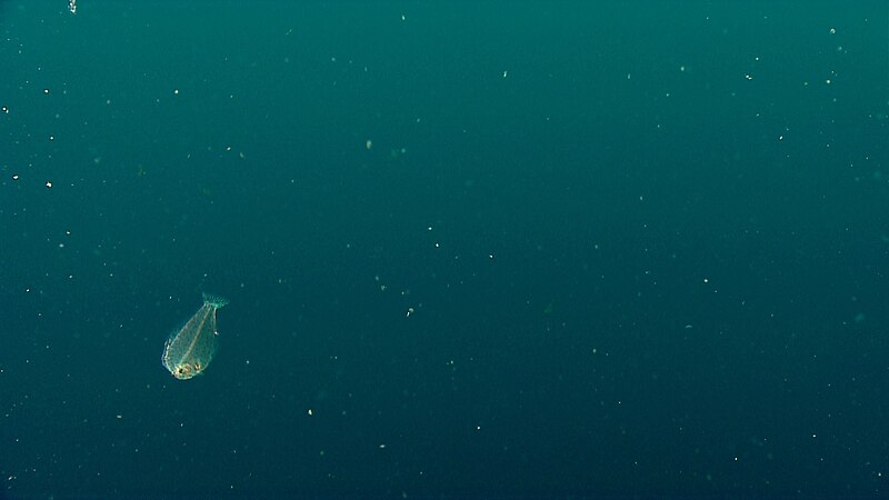 File:Flatfish in the water column.jpg