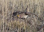 Thumbnail for File:Flickr - Oregon Department of Fish &amp; Wildlife - dancing sharptail hansen odfw.jpg