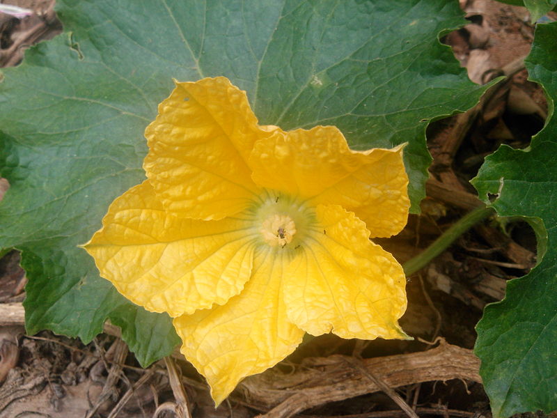 File:Flower of Pumpkin.jpg