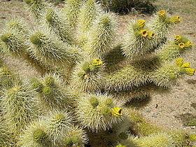 stems with fruits