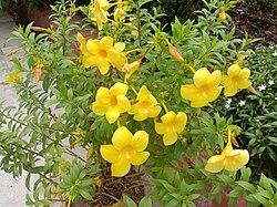 Flowers of Allamanda cathartica in West Bengal, India.jpg