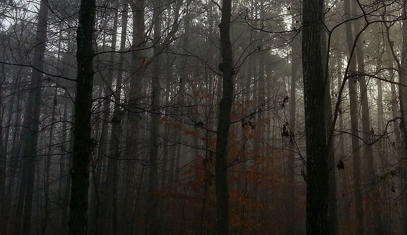 File:Foggy Durham woods 3.jpg