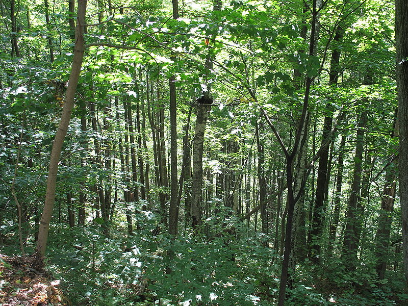 File:Forest in Sigulda Latvia.jpg