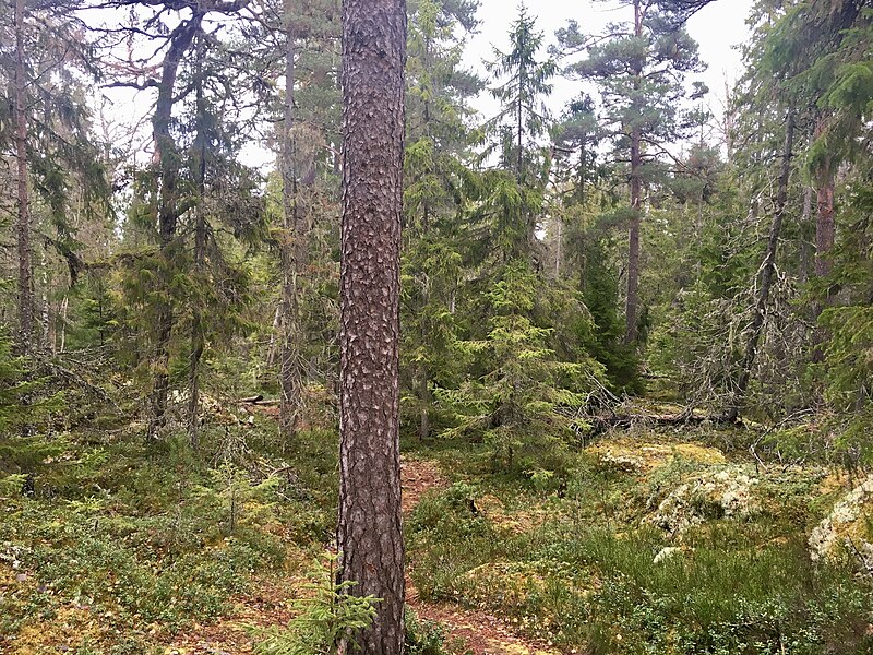 File:Forest in Uppsala County (24311939178).jpg