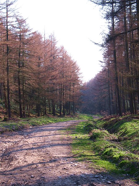 File:Forest track, College Moor - geograph.org.uk - 2328173.jpg