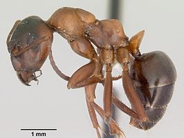 Formica emeryi