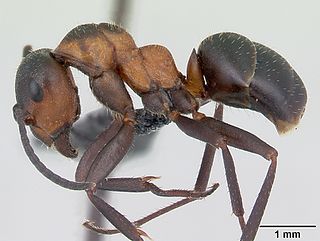 <i>Formica lugubris</i> Species of ant