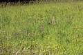Fragrant Orchid - Gymnadenia conopsea (14117697989).jpg