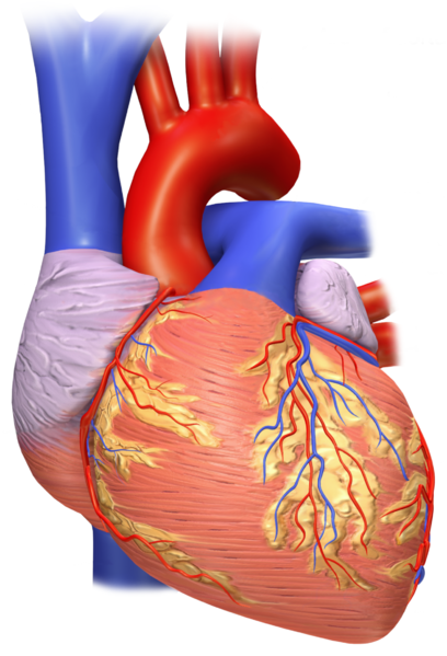 Archivo:Front view of a human heart * Vista frontal de un corazÃ³n humano.png