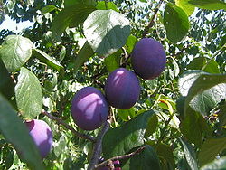 Fruits Prunus domestica.jpg