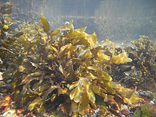 Fucus serratus in its natural habitat Fucus serratus 2015-09-08 ag M0010140.jpg