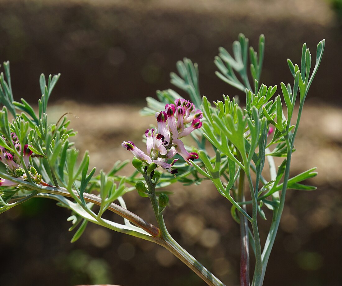 Roze duivenkervel