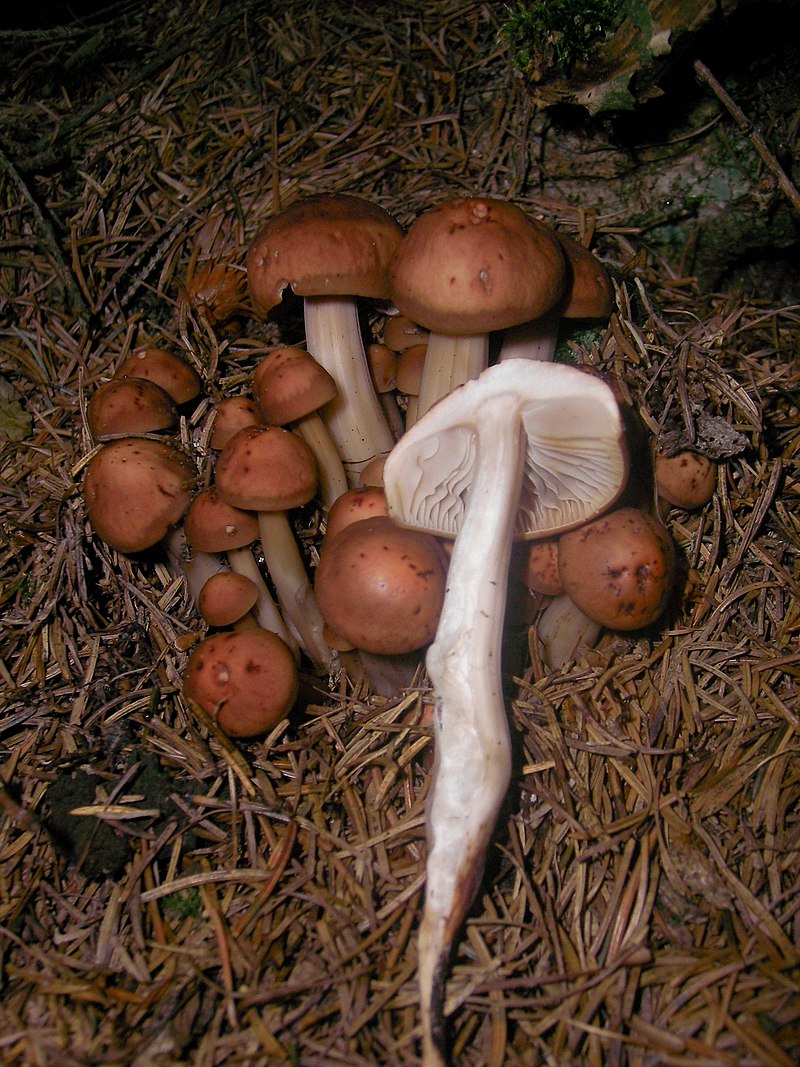 Коллибия веретеноногая Collybia fusipes