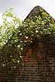 Gable end rose climber Walled Garden Goodnestone Park Kent England.jpg