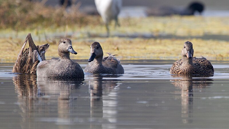 File:Gadwall family.jpg