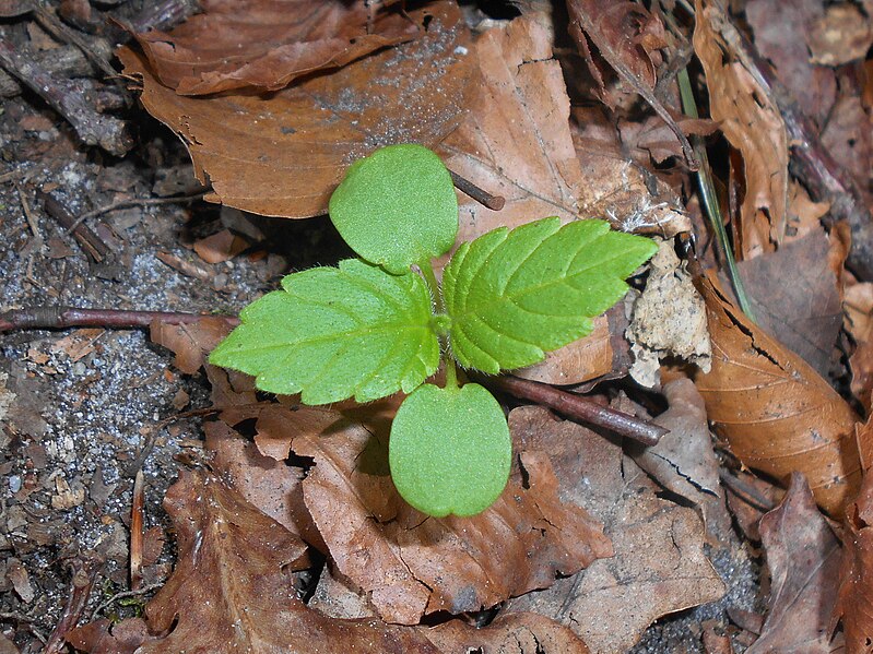 File:Galeopsis pubescens 2018-04-20 9207.jpg