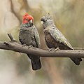 Gang-gang Cockatoo (Callocephalon fimbriatum), Blackheath, New South Wales, Australia