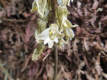 Gastrodia molloyi.jpg