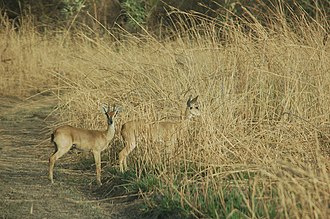 Oribi occur in tropical grasslands at W National Park, Niger Gazelles grass park w niger 2006.jpg