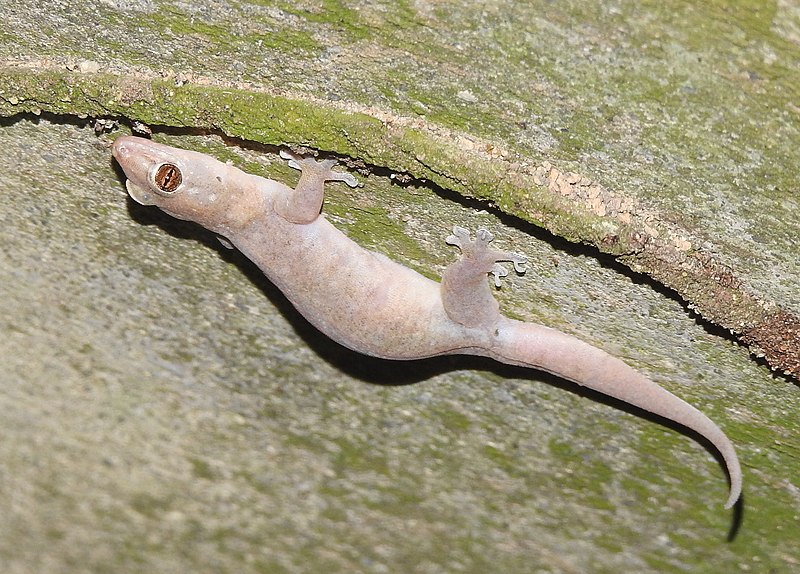 File:Gehyra mutilata 58523054.jpg