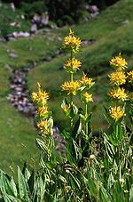 Miniatura para Gentiana lutea