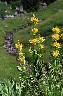 Gentiana lutea dans son milieu.