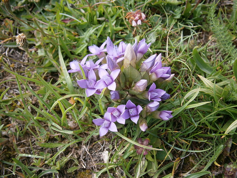 File:Gentianella campestris004.jpg