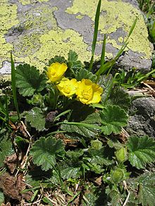 Geum montanum.jpg