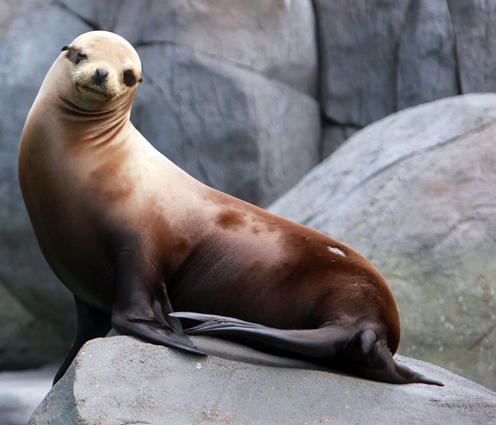 File:Gfp-california-sea-lion.jpg