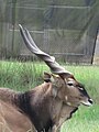 Giant Eland