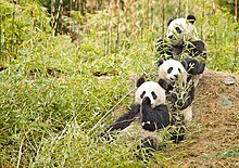 Pandas eating bamboo Giant Pandas having a snack.jpg