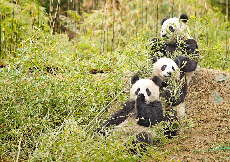 File:Giant Pandas having a snack.jpg