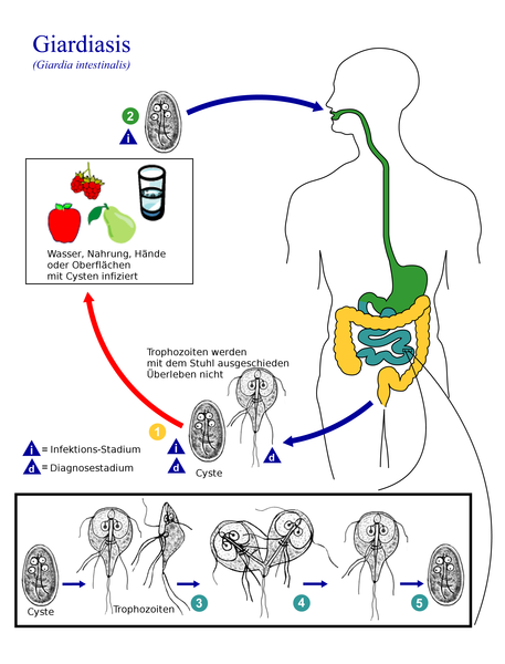 File:Giardia lamblia Lebenszyklus.png