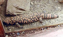 Gila.monster.750pix.jpg