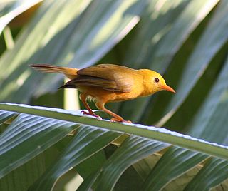<span class="mw-page-title-main">Golden white-eye</span> Bird in the white-eye family from the Northern Mariana Islands