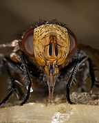 Gonia capitata head detail