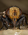 * Nomination (Gonia capitata) Tachinid Fly. High magnification shot --Richard Bartz 22:38, 10 April 2008 (UTC) * Promotion So disgustingly detailed. Dori 03:36, 11 April 2008 (UTC)