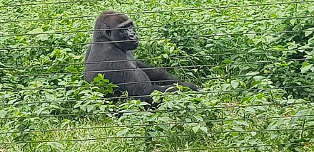 Gorilla at Mefou primate sanctuary Gorille d'age mure.jpg