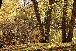 Le lac naturel de Graceland en automne.