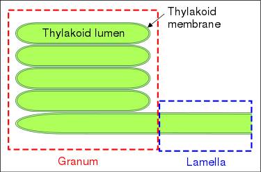 Thylakoid structures Granum.svg