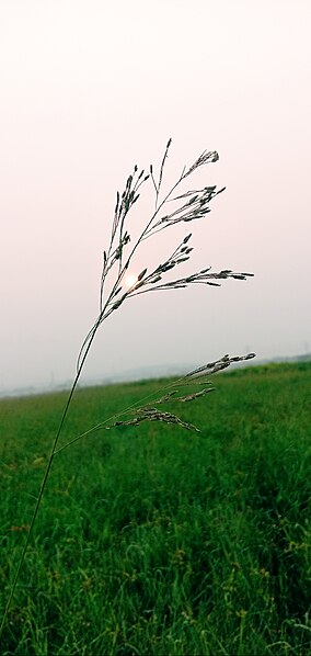 File:Grass morning.jpg