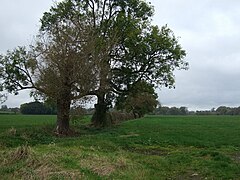 Grazing and nature heddgerow - geograph.org.uk - 5174629.jpg