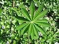 Green flower plant