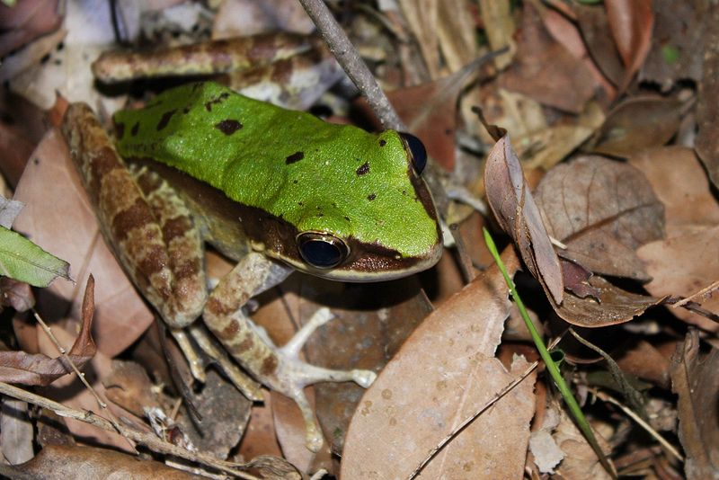 File:Green Cascade Frog (Odorrana chloronota) 大綠蛙7.jpg