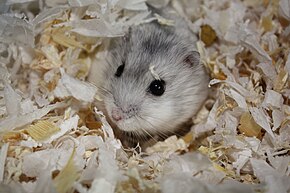 Resim açıklaması Gri Cüce Hamster habitat.jpg.