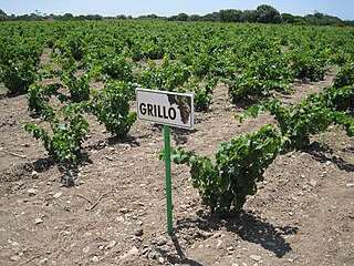 Grillo Variety of grape