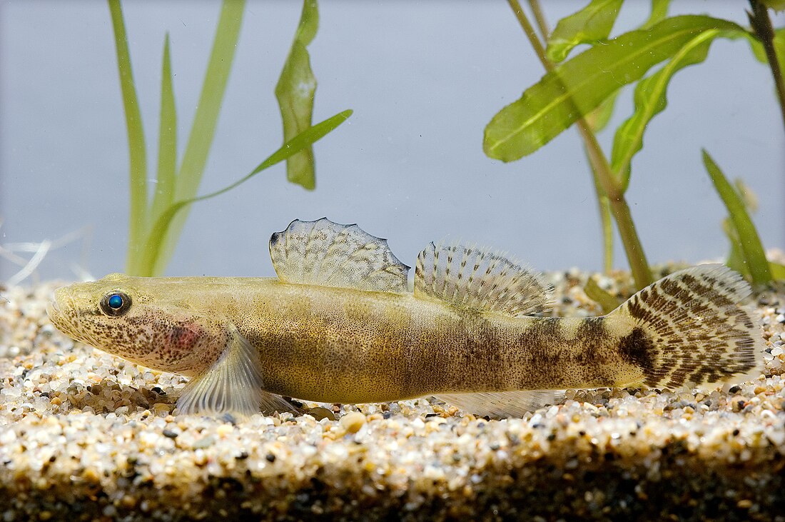 Gymnogobius