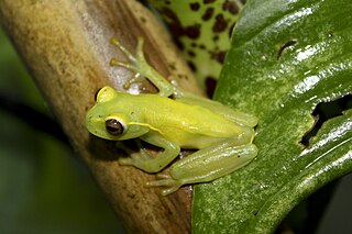 La Loma tree frog Species of amphibian