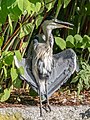 * Nomination Grey Heron at the Hainweiher in Bamberg --Ermell 05:57, 31 July 2018 (UTC) * Promotion  Comment @Ermell: Prominent chromatic aberration around the neck and the beak. Will gladly support when fixed. --GerifalteDelSabana 05:59, 31 July 2018 (UTC) Done --Ermell 19:47, 4 August 2018 (UTC)  Support Now QI imo. --GerifalteDelSabana 11:04, 5 August 2018 (UTC)